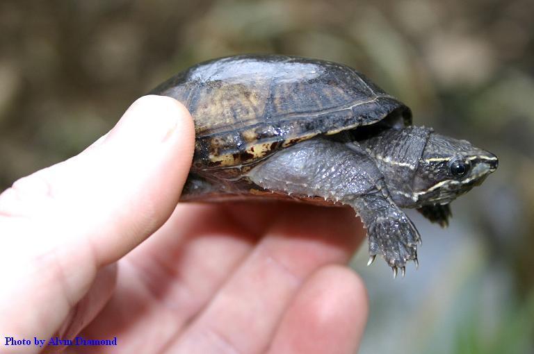 Eastern Musk Turtle From Pike County AL USA On March 1 2004 At 09 15 eastern-musk-turtle-from-pike-county-al-usa-on-march-1-2004-at-09-15