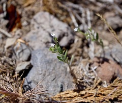 Allophyllum integrifolium