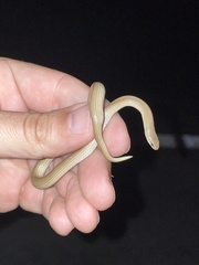 Sonora taylori