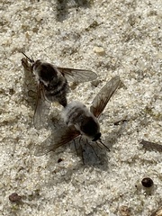 Bombylius incanus