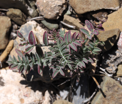 Astragalus inyoensis