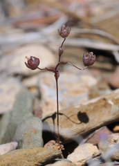 Nemacladus inyoensis