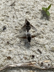 Bombylius incanus