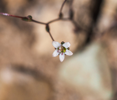 Nemacladus inyoensis