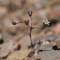 Nemacladus inyoensis