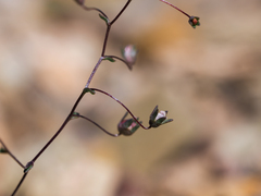 Nemacladus inyoensis