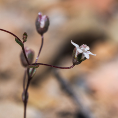 Nemacladus inyoensis