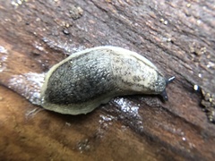 Arion circumscriptus