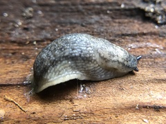 Arion circumscriptus