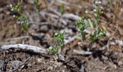 Allophyllum integrifolium