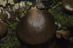 Pleurotus purpureo-olivaceus image