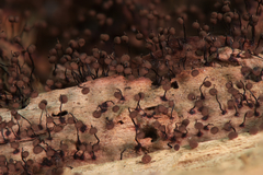 Cribraria cancellata