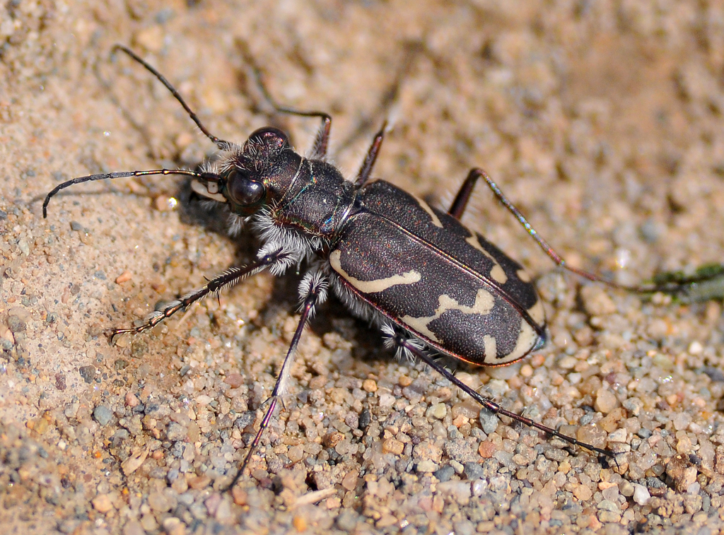 Oblique-lined Tiger Beetle