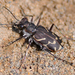 Cicindela tranquebarica - Photo (c) Denis Doucet, μερικά δικαιώματα διατηρούνται (CC BY-NC), uploaded by Denis Doucet
