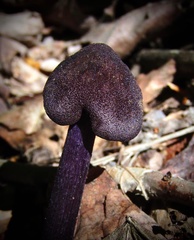 Entoloma violaceum