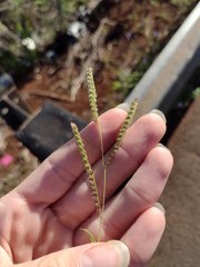 Paspalum fimbriatum