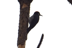 Melanerpes formicivorus