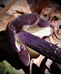 Entoloma violaceum