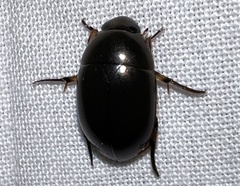 Tropisternus blatchleyi