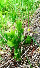 Epipactis papillosa