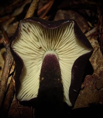 Entoloma violaceum