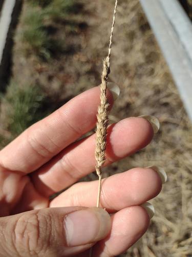 Cenchrus setigerus, 2022-06-02