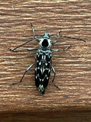 Sarosesthes fulminans