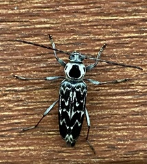 Sarosesthes fulminans