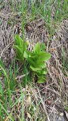 Epipactis papillosa