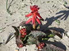 Lachenalia bulbifera