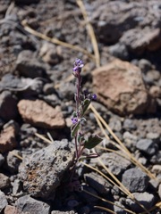 Phacelia vallicola