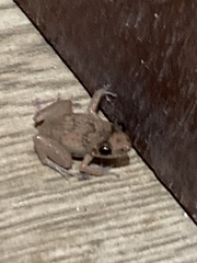 Eleutherodactylus planirostris