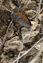 Cissia rubricata pseudocleophes