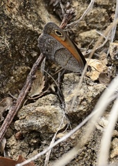 Cissia rubricata pseudocleophes