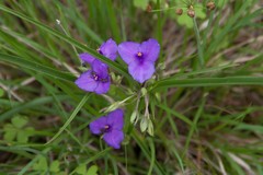 Tradescantia occidentalis