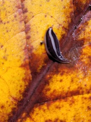 Australopacifica splendens