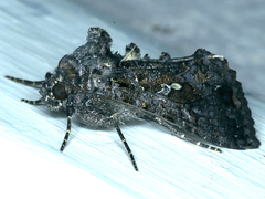 Chrysodeixis subsidens