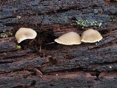 Mycena aprilis