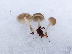 Mycena aprilis