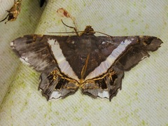 Chiasmia nora