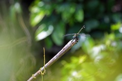 Paragomphus capricornis