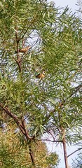 Acacia uncifolia