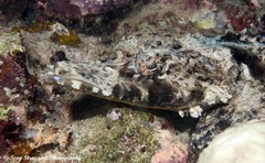 Cymbacephalus beauforti