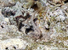 Corythoichthys haematopterus