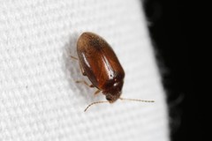 Contacyphon variabilis