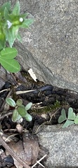 Fissidens