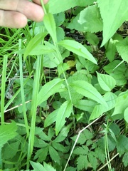 Borodinia canadensis