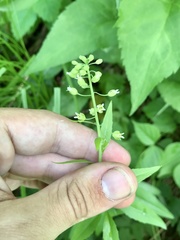 Borodinia canadensis
