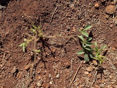 Distimake aegyptius, photograph Kevin Faccenda, CC BY, iNaturalist via GBIF