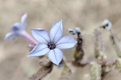 Plumbago caerulea